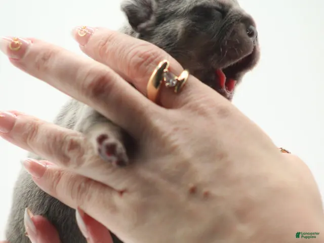French Bulldog dogs for sale: Lilac and tan - Ad 2