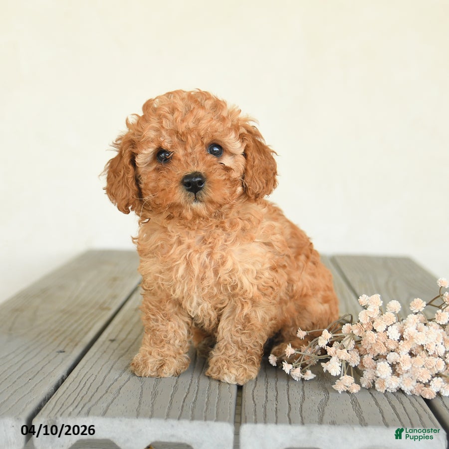Toy Poodle dogs Cinnamon - Ad 2