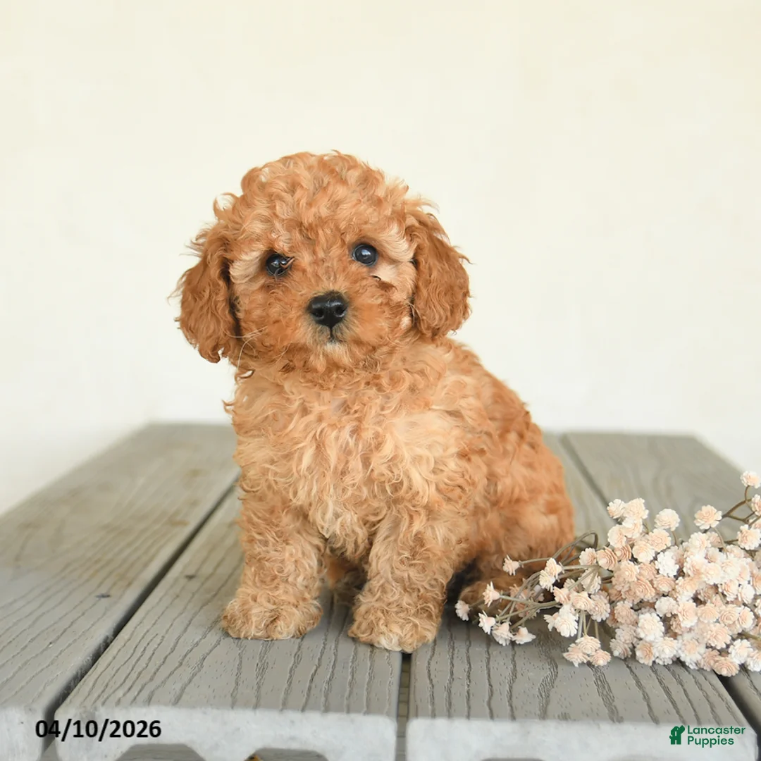 Toy Poodle dogs for sale: Cinnamon - Ad 2