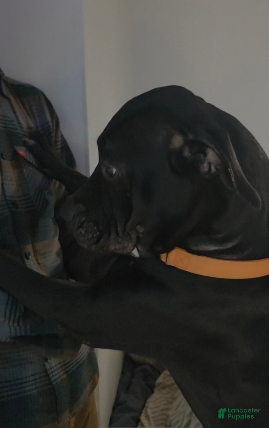 Mixed Breed dogs for sale: Wall•E - Ad 6