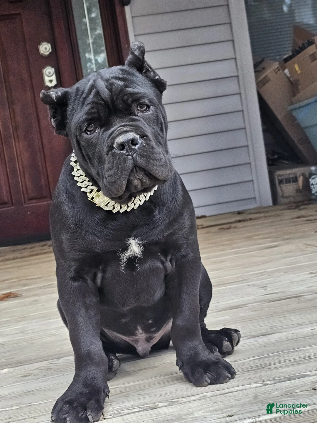 Cane Corso dogs for sale: ZEUS - Ad 31