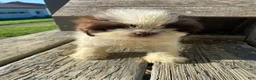 Shih Tzu dogs for sale: Milo - Ad 11