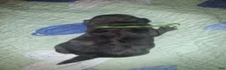 Pug dogs for sale: Luke - Ad 3