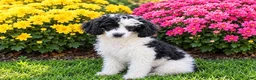 Toy Poodle dogs for sale: Chip 5.8lbs neutered  - Ad 1