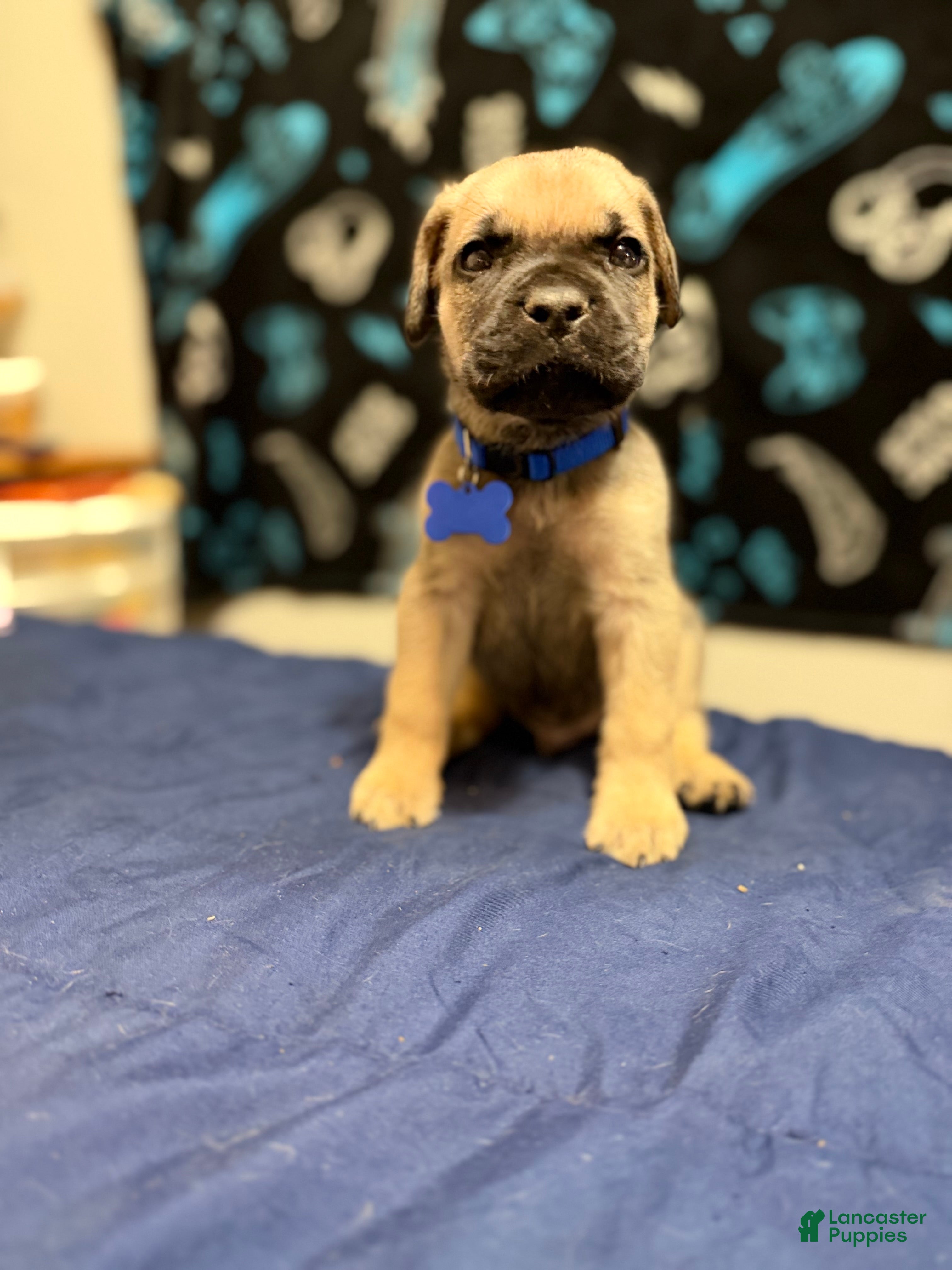 Cane Corso dogs benny- blue collar  - Ad 35