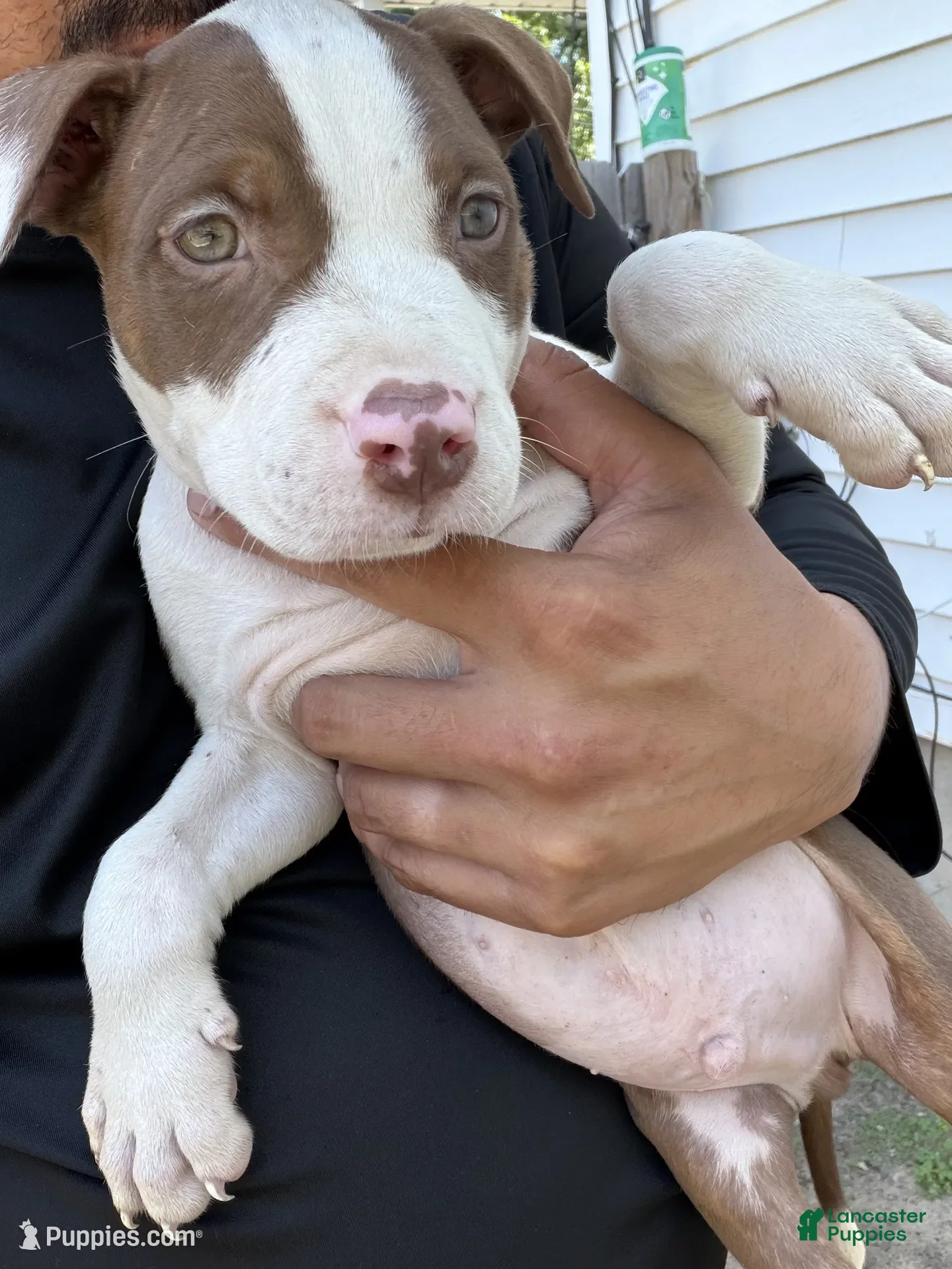 American Bully dogs Rex - Ad 38