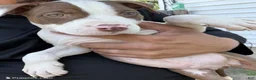 American Bully dogs for sale: Rex - Ad 1