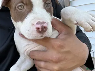 American Bully dogs Rex - Ad 38