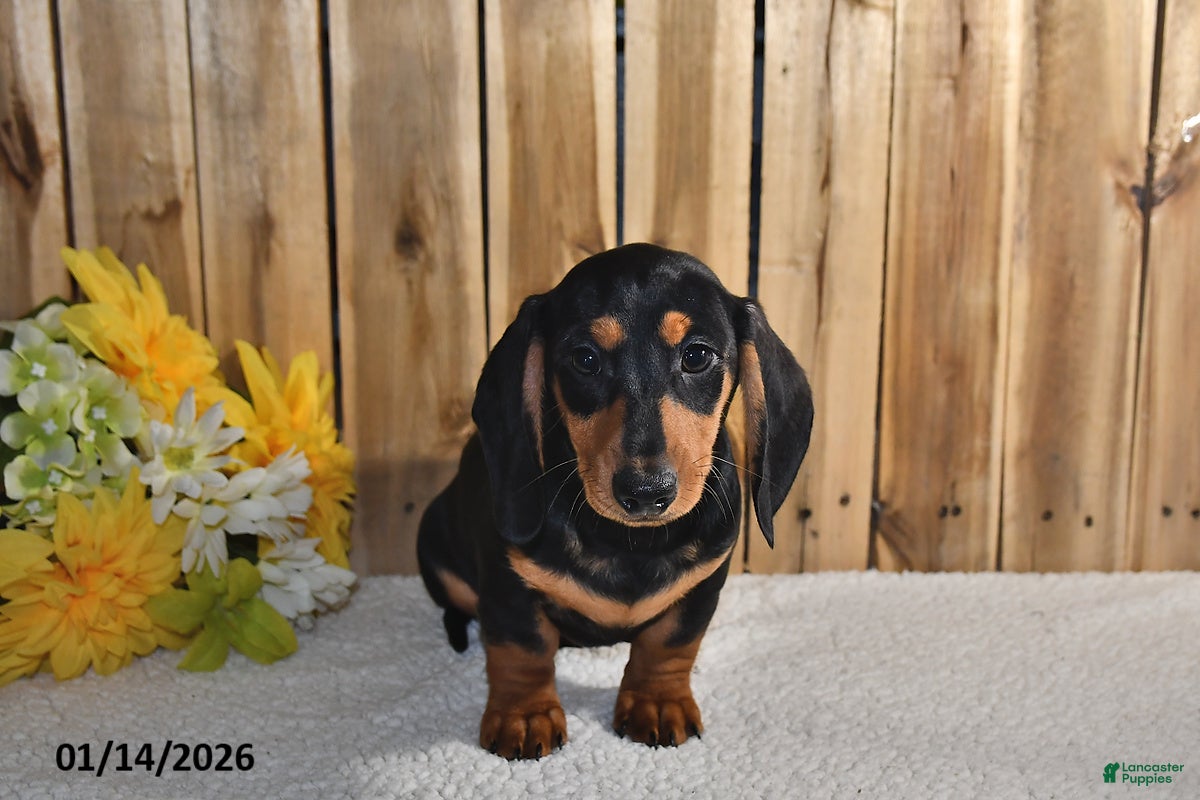 Miniature Dachshund dogs Vernon - Ad 2