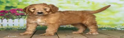 Goldendoodle dogs for sale: Faith - Ad 3
