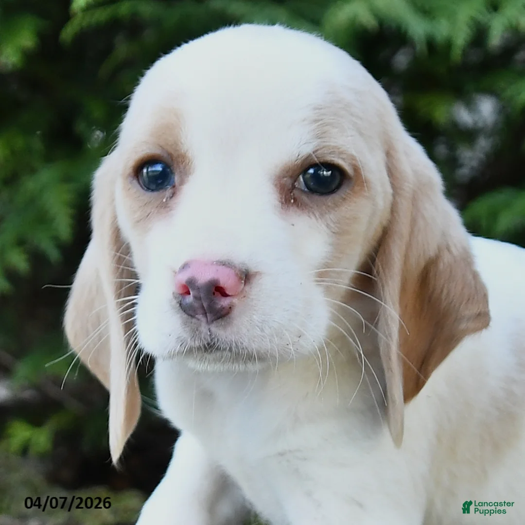 Beagle dogs for sale: Willow - Ad 2