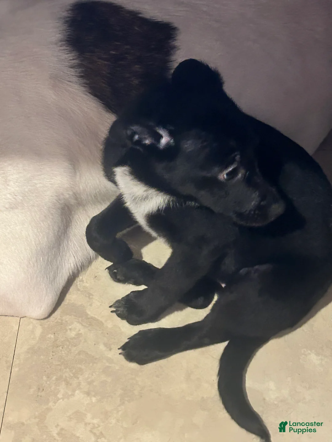 Mixed Breed dogs for sale: Jill - Ad 1