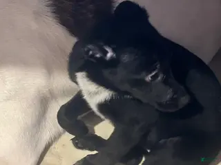 Mixed Breed dogs Jill - Ad 11