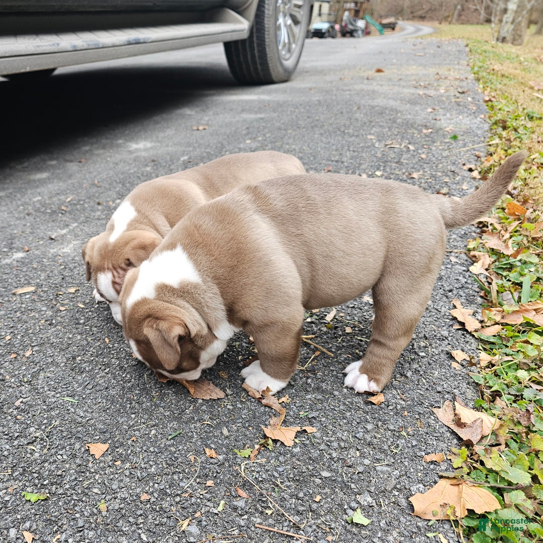 American Bully dogs for sale: American Bully Puppy 1 - Ad 4