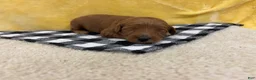 Mini Goldendoodle dogs for sale: Milo - Ad 3