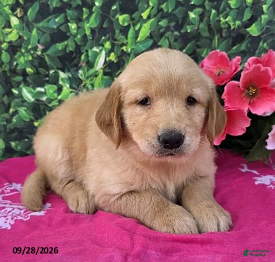 Golden Retriever dogs for sale: Grace - Ad 2