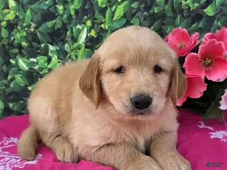 Golden Retriever dogs Grace - Ad 35