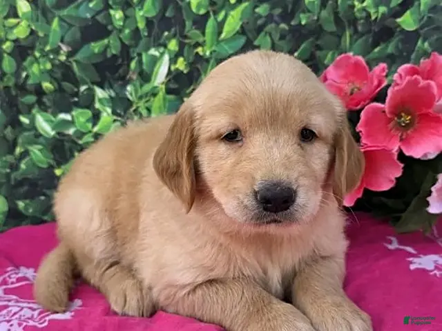 Golden Retriever dogs Grace - Ad 34