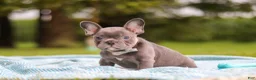 French Bulldog dogs for sale: Ollie - Ad 2