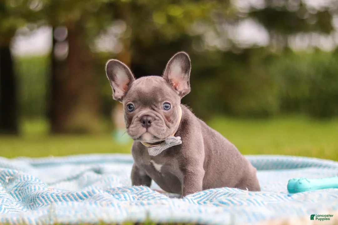 French Bulldog dogs for sale: Ollie - Ad 2