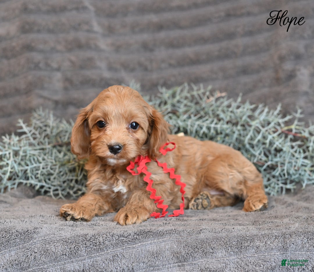 Cockapoo dogs for sale: Hope - Ad 5