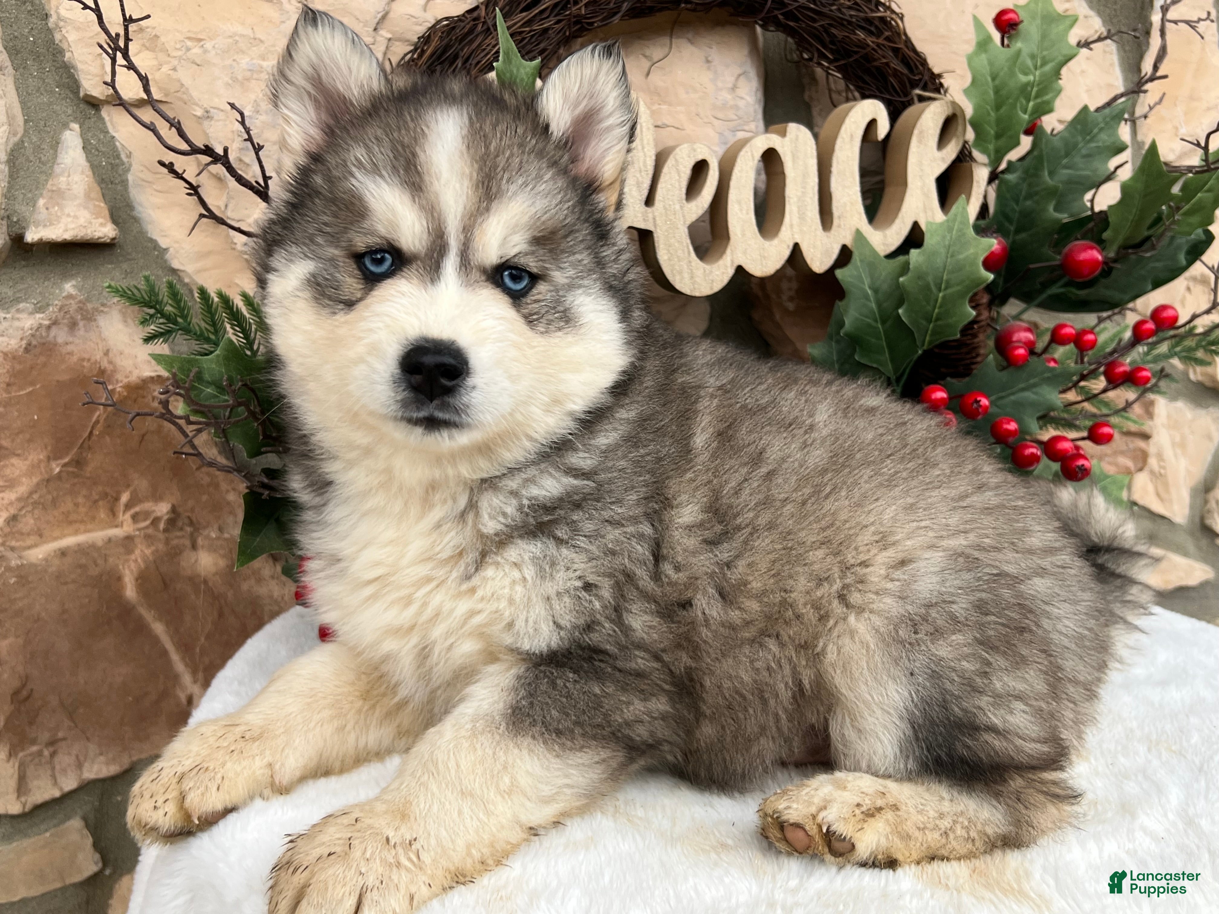 Pomsky dogs Nicholas - Ad 32