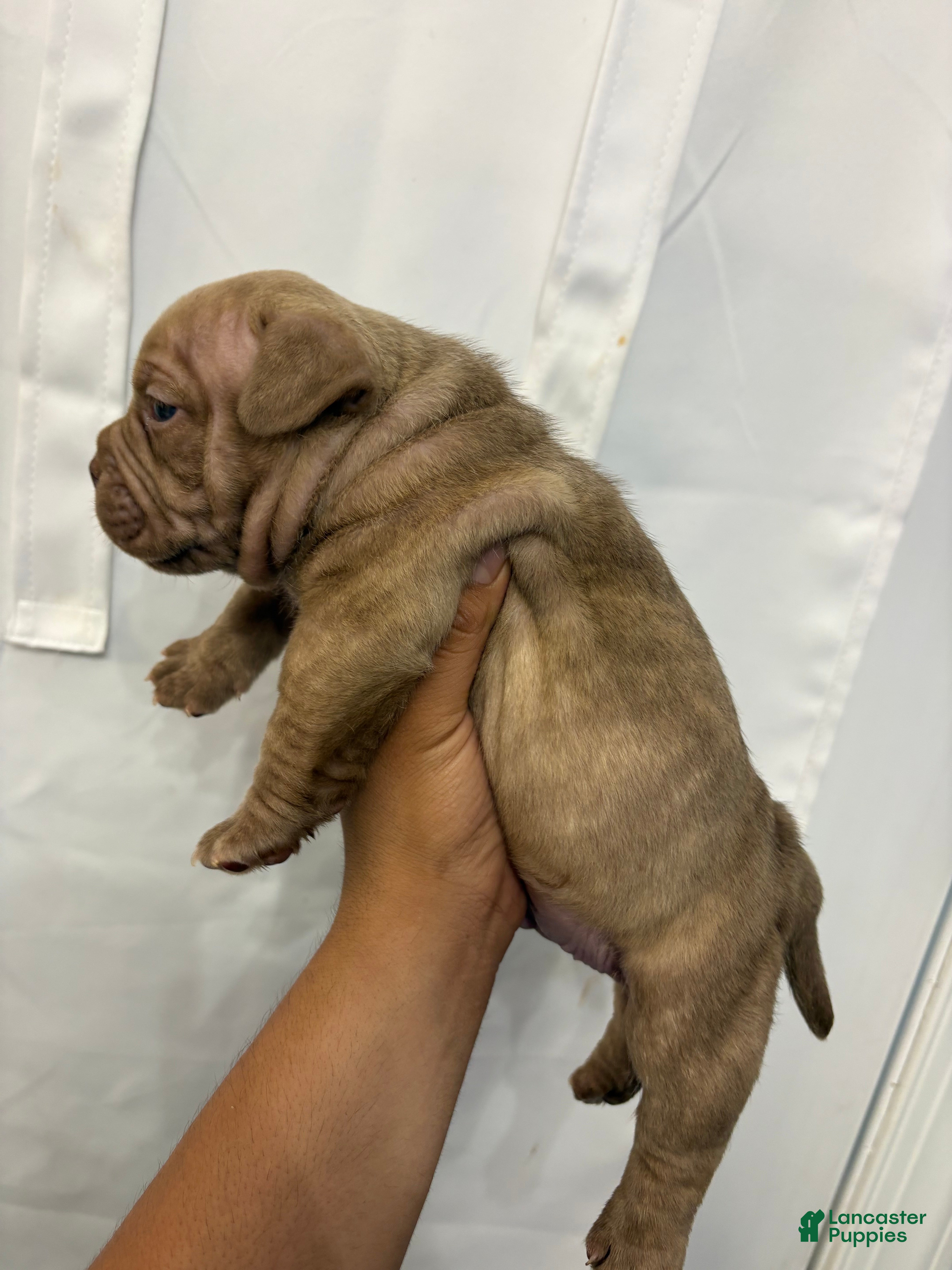 American Bully dogs American Bully 1 - Ad 2
