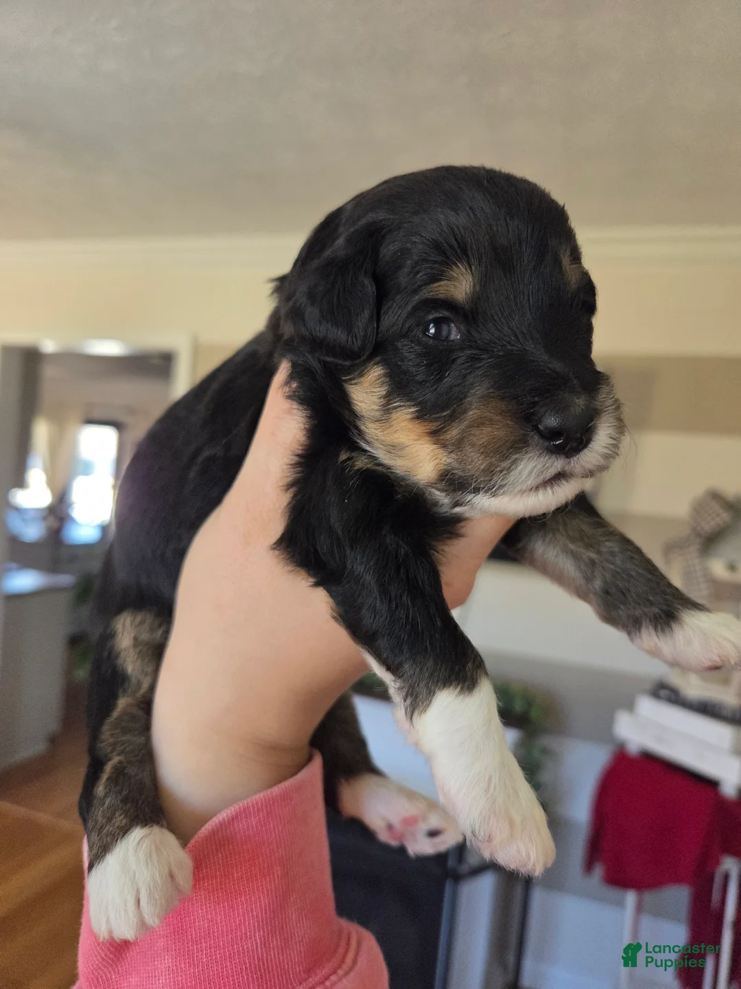 Mini Aussiedoodle dogs for sale: Sophie - Ad 2