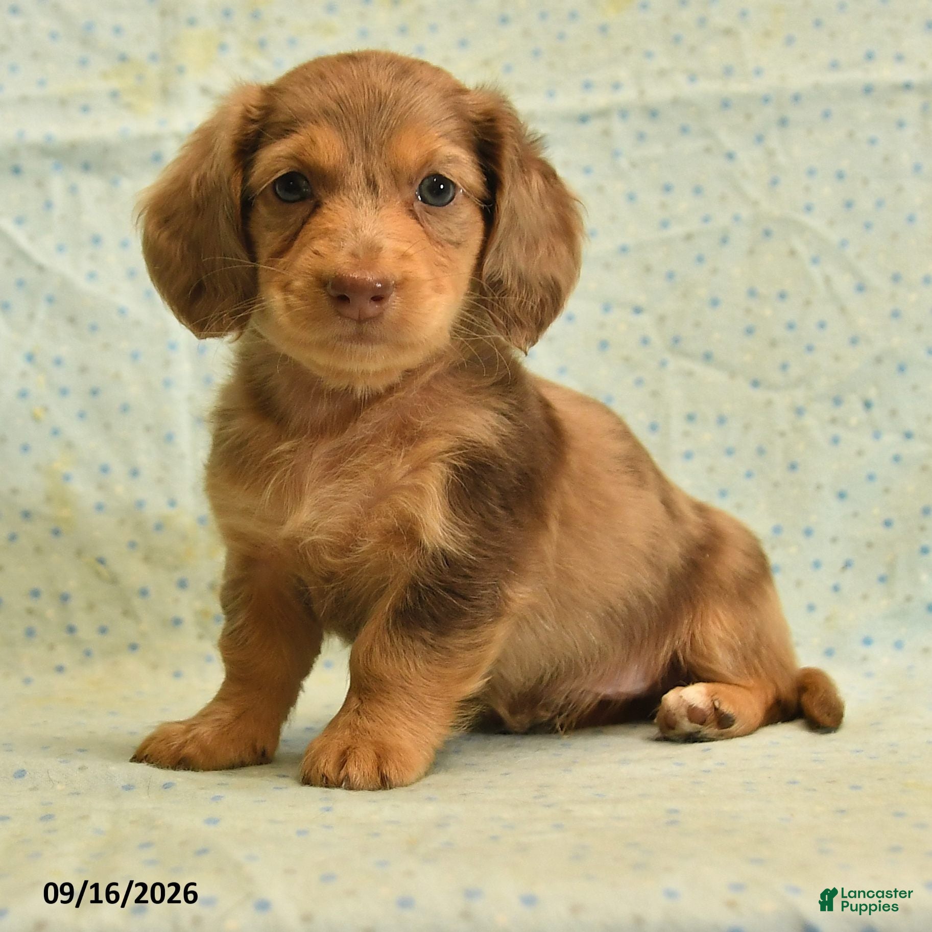 Dachshund dogs Spotty - Ad 2