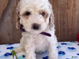 Mini Goldendoodle dogs Daisy - Ad 24