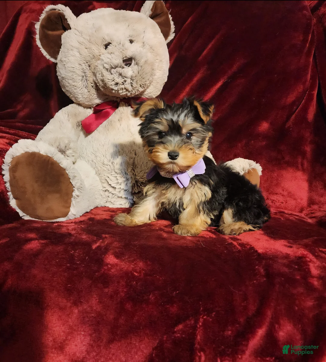 Yorkshire Terrier dogs for sale: KIWI - Ad 2