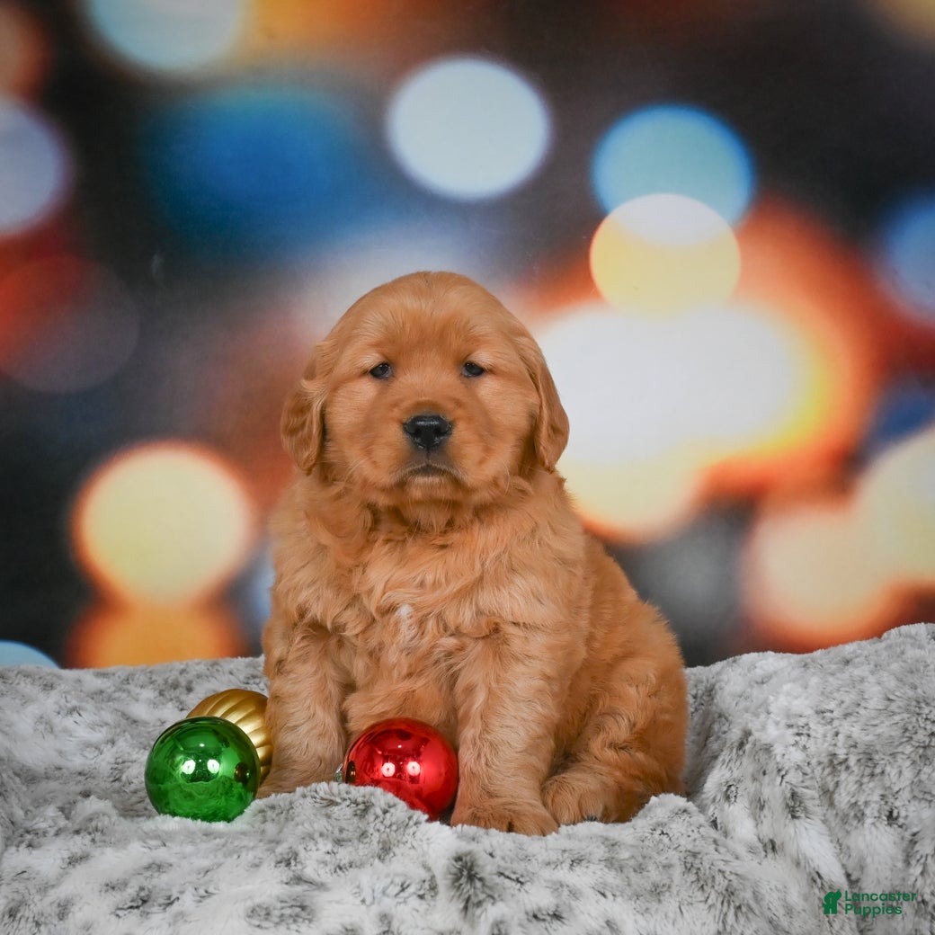 Golden Retriever dogs Skye - Ad 42