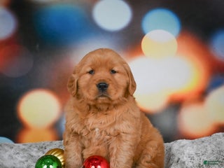 Golden Retriever dogs Skye - Ad 33