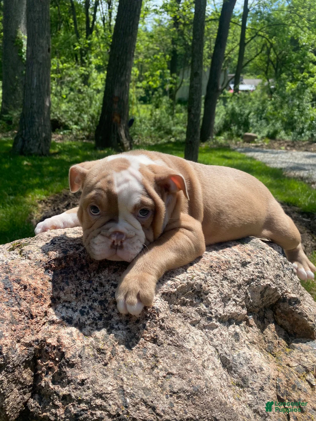 Mixed Breed dogs for sale: Luna - Ad 2