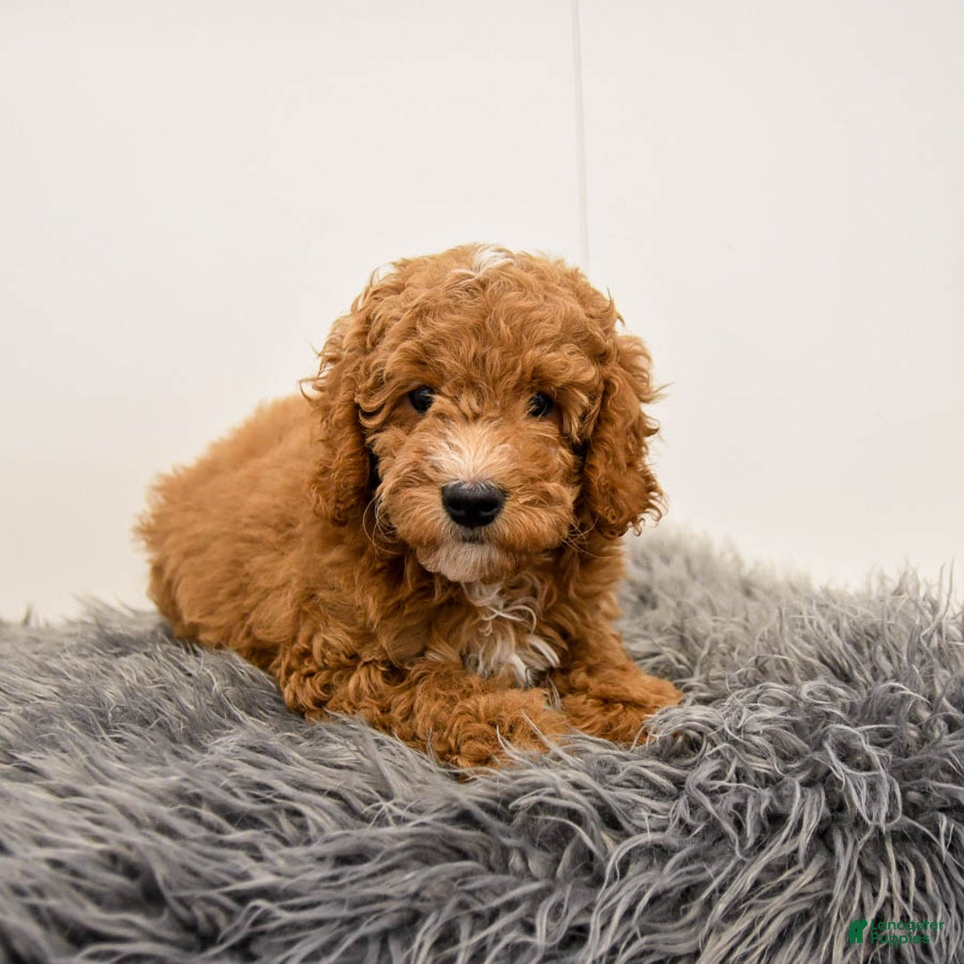 Cavapoo dogs for sale: Teddy - Ad 4