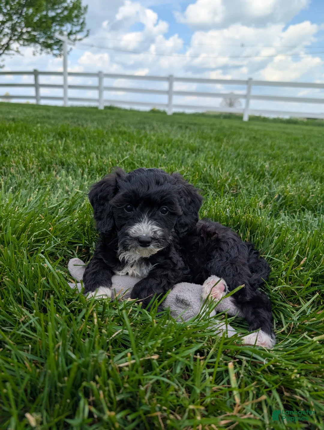 Cavapoo dogs for sale: Melanie  - Ad 1