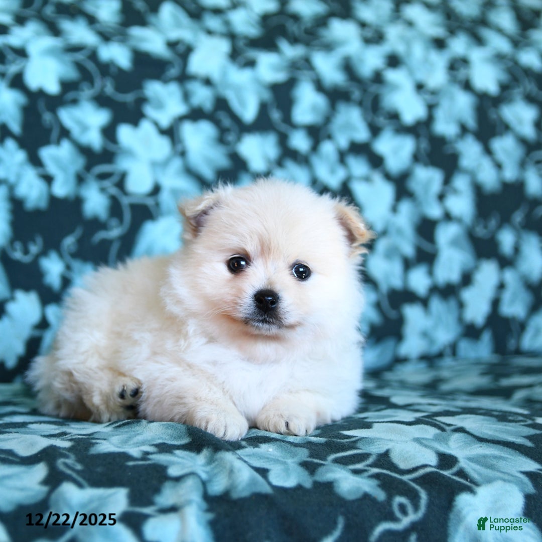 Pomeranian dogs for sale: Fluffy - Ad 2