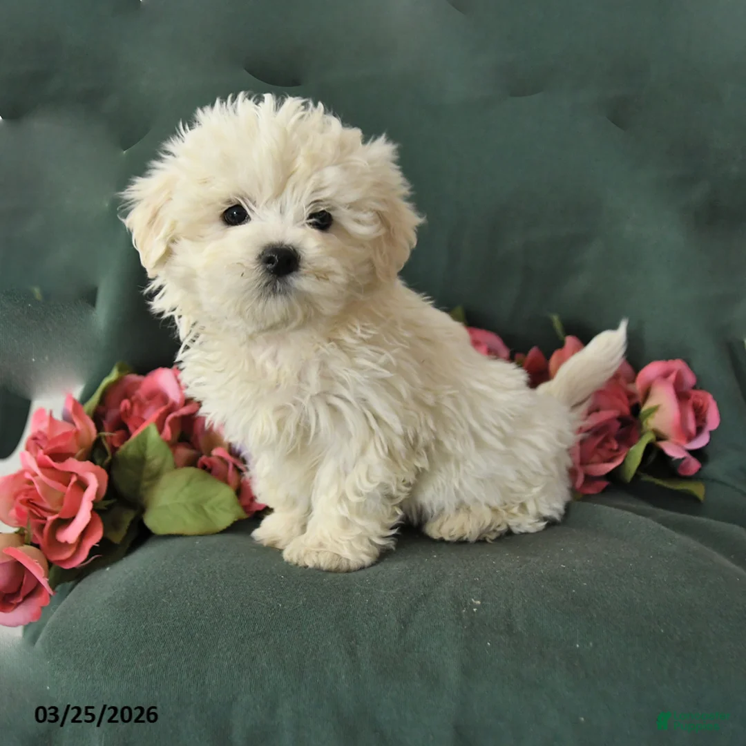 Mixed Breed dogs for sale: Snowball - Ad 1