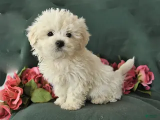 Mixed Breed dogs for sale: Snowball - Ad 3