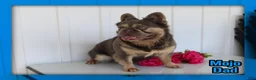 French Bulldog dogs for sale: Dakota Male AKC Fluffy French Bulldog - Ad 23