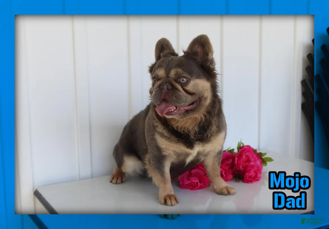 French Bulldog dogs for sale: Dakota Male AKC Fluffy French Bulldog - Ad 23