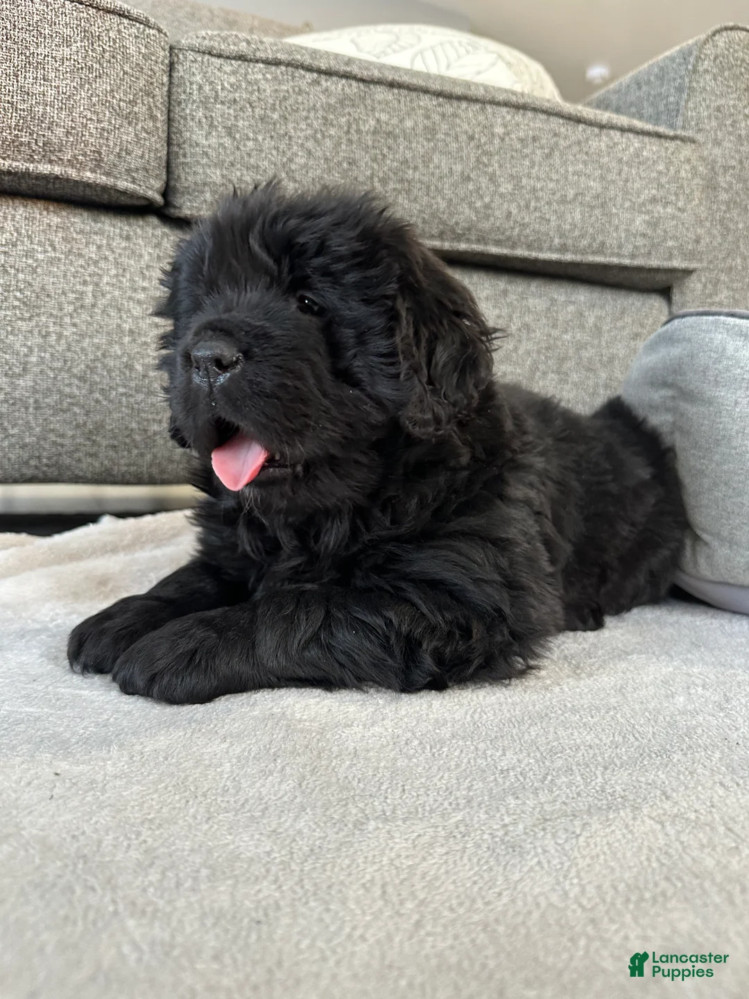 Newfoundland dogs for sale: “ Margo”  - Ad 1