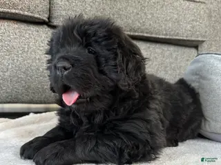 Newfoundland dogs “ Margo” - Ad 1