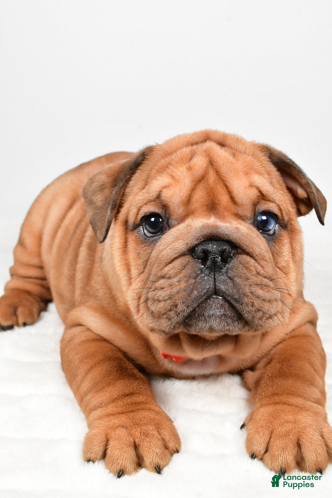 English Bulldog dogs for sale: Travis - Ad 4