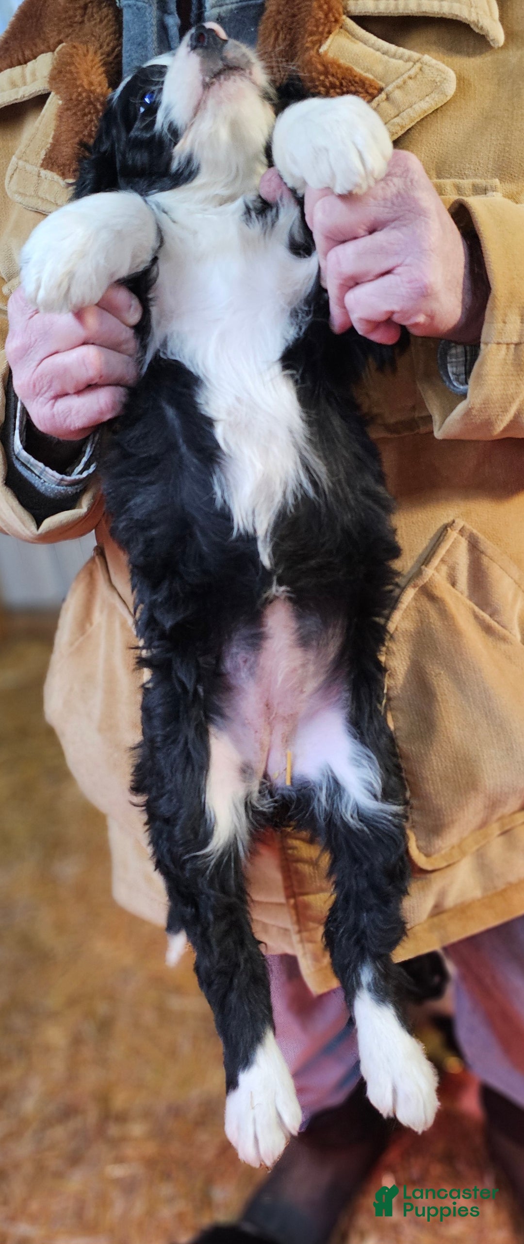 Bernedoodle dogs for sale: Bernedoodle Puppy 1 - Ad 3