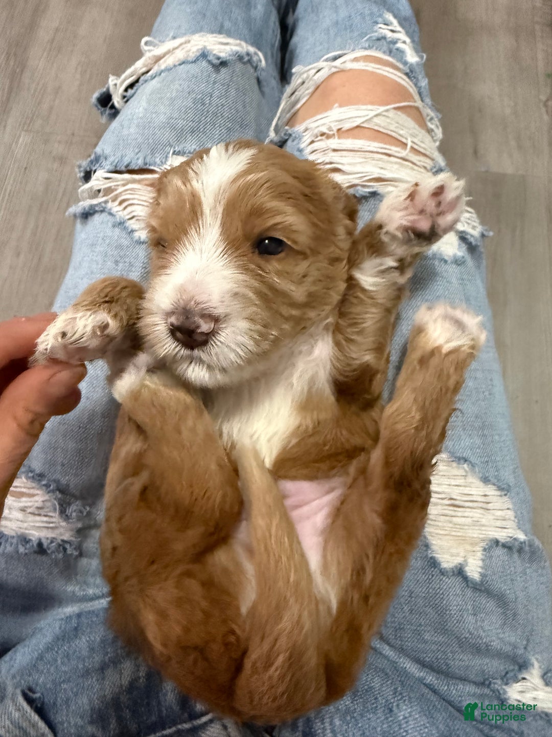 Australian Labradoodle dogs for sale: Australian Labradoodle Puppy 3 - Ad 1