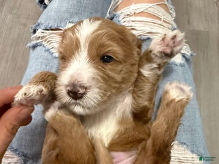 Australian Labradoodle dogs - Ad 7