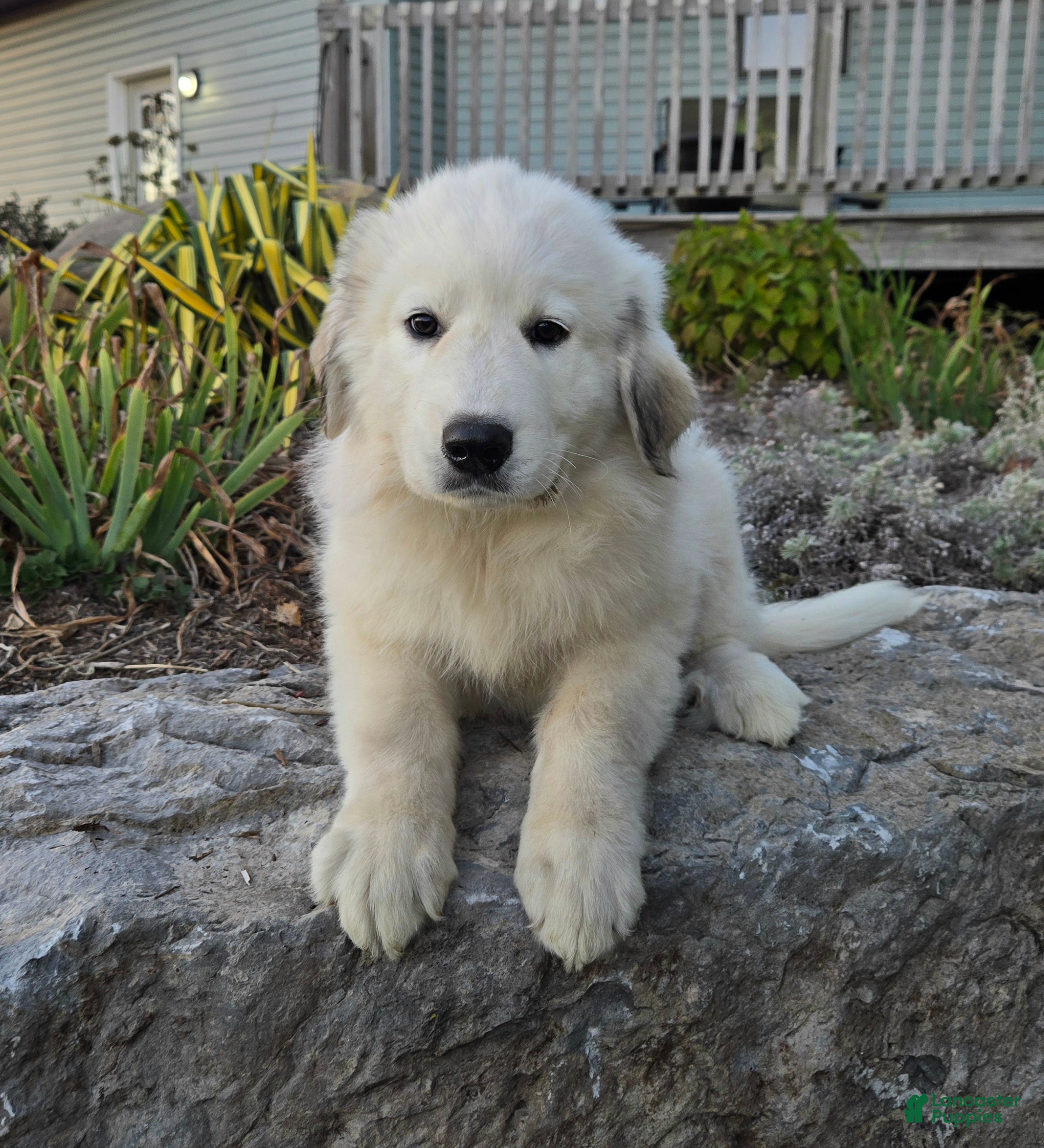 Great Pyrenees dogs for sale: Snowball - Ad 1