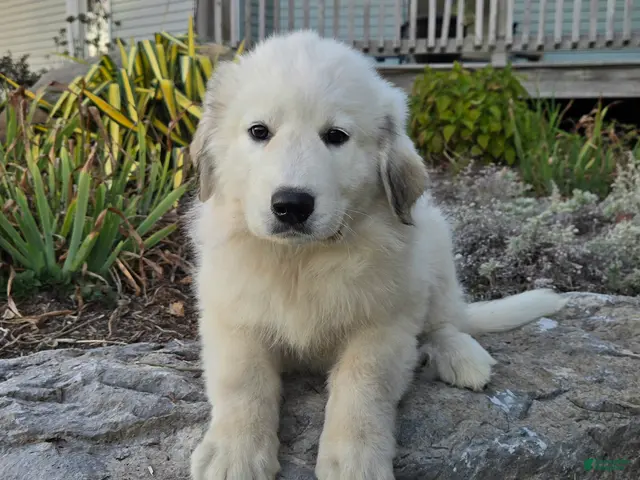 Great Pyrenees dogs for sale: Snowball - Ad 1