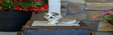AKC Connor